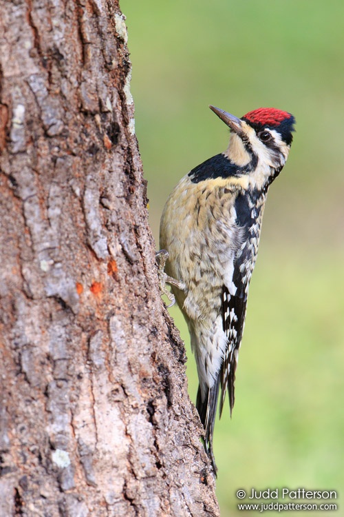 Yellow-bellied Sapsucker, Markham Park, Broward County, Florida, United States