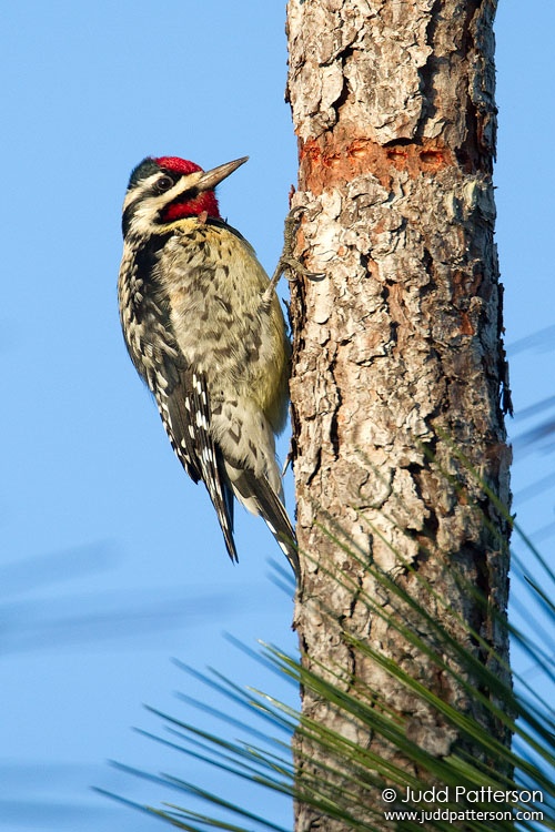 Yellow-bellied Sapsucker, Three Lakes Wildlife Management Area, Florida, United States