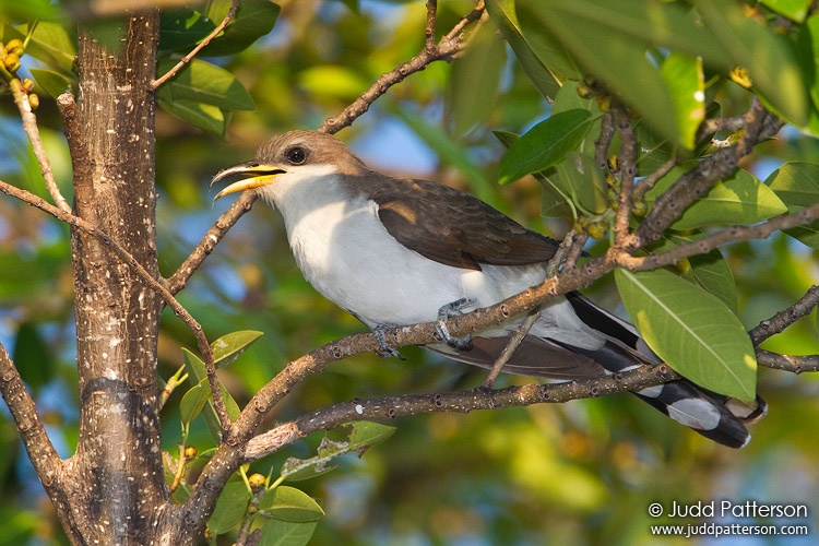 Yellow-billed Cuckoo, Big Pine Key, Florida, United States