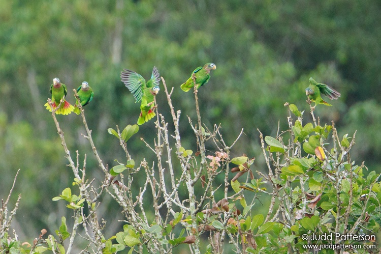 Yellow-billed Parrot, Cockpit Country, Jamaica