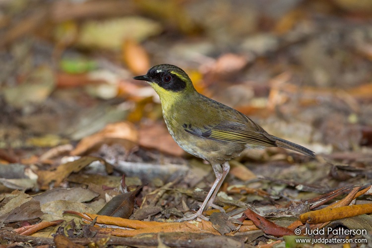 Yellow-throated Scrubwren, Mount Lewis, Queensland, Australia
