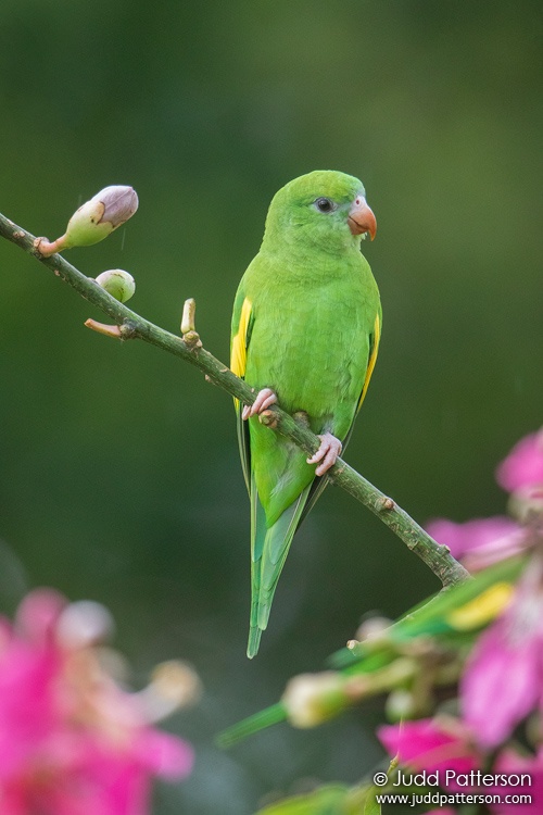 Yellow-chevroned Parakeet, Plantation Preserve, Broward County, Florida, United States