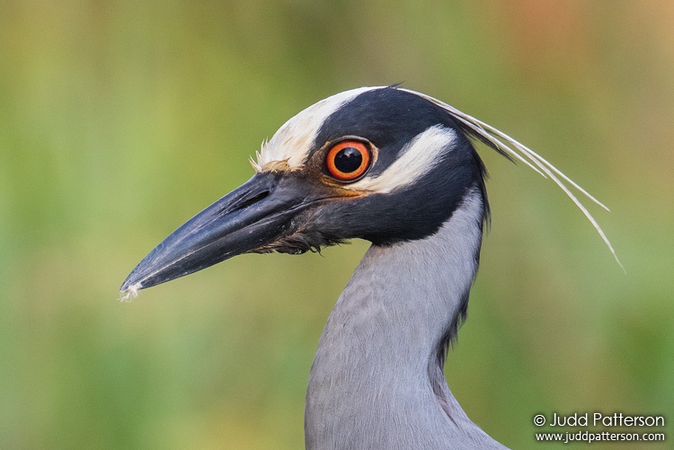 Yellow-crowned Night-Heron, Peaceful Waters Sanctuary, Florida, United States