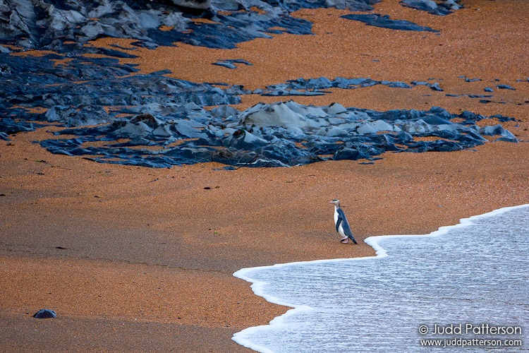 Yellow-eyed Penguin, New Zealand