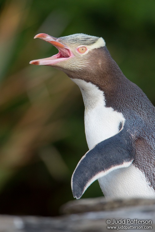Yellow-eyed Penguin, Curio Bay, New Zealand
