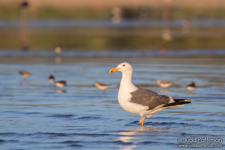 Yellow-footed Gull, Salton Sea, Imperial County, California, United States