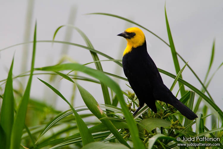 Yellow-hooded Blackbird, Trinidad, Trinidad and Tobago