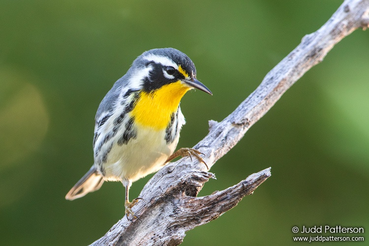Yellow-throated Warbler, Long Key State Park, Monroe County, Florida, United States