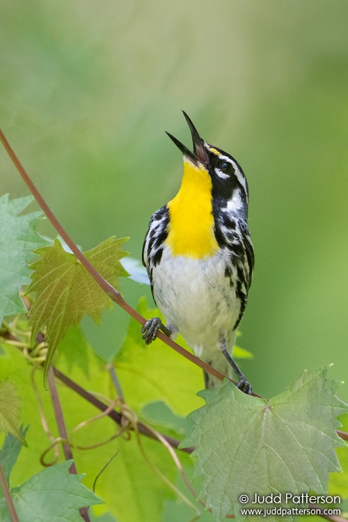 Yellow-throated Warbler, St. Marks National Wildlife Refuge, Florida, United States