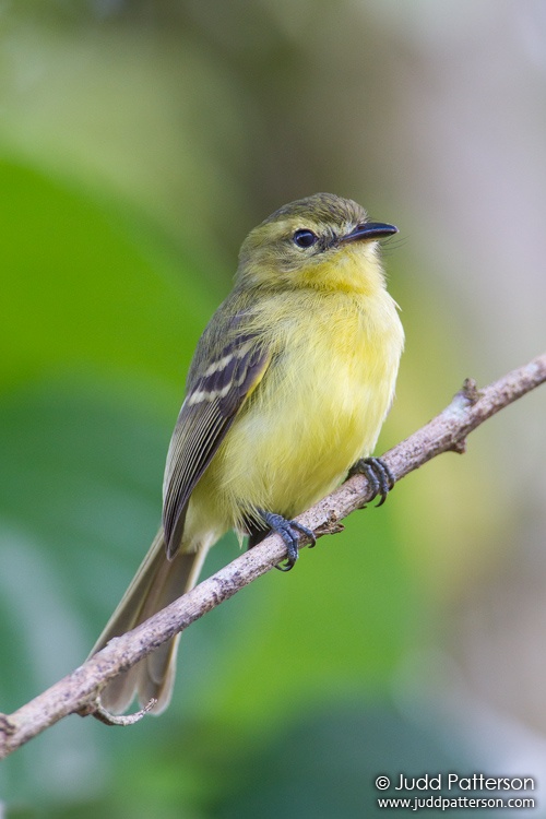 Yellow Tyrannulet, Heredia, Costa Rica