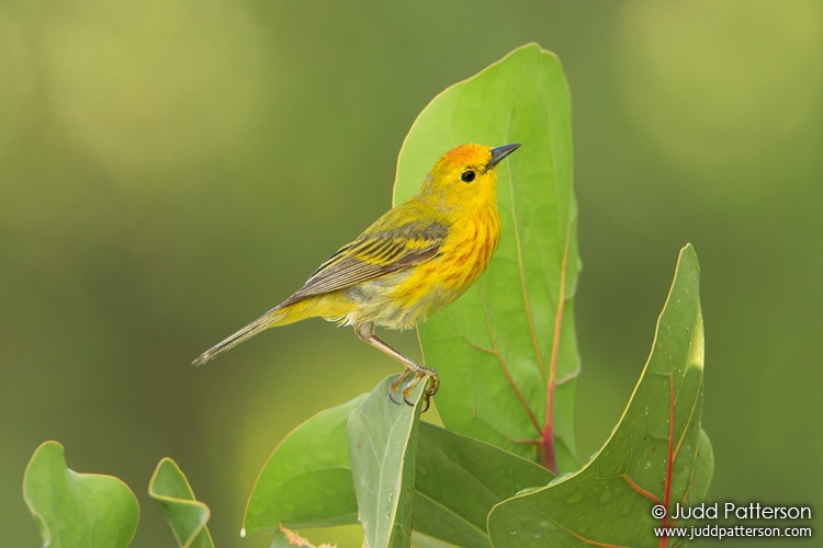 Yellow Warbler, Card Sound Road, Monroe County, Florida, United States