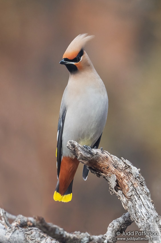 Bohemian Waxwing, North Cheyenne Cañon Park, El Paso County, Colorado, United States