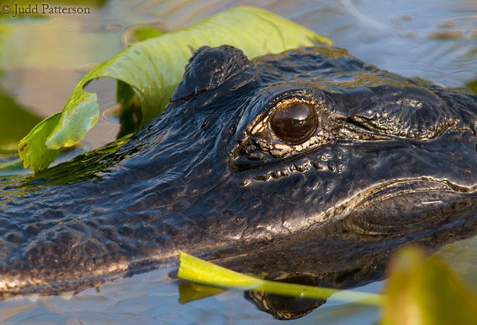 , Everglades National Park, Florida, United States