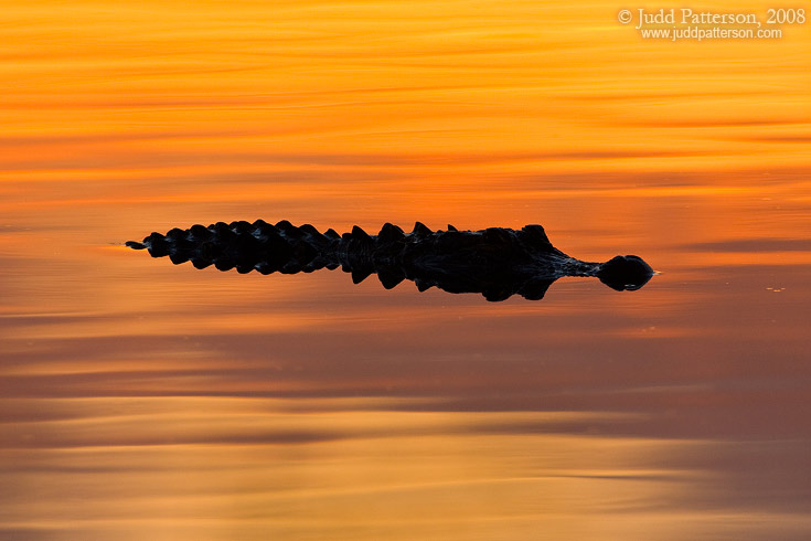 Alligator Dawn, Viera Wetlands, Florida, United States