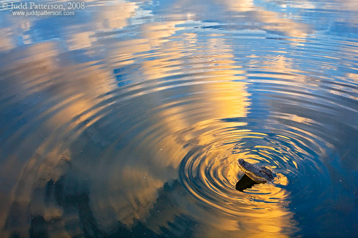 The Alligator's Domain, Everglades National Park, Florida, United States