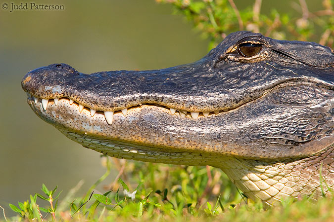 American Alligator, Everglades National Park, Florida, United States