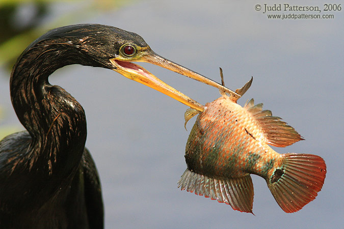 Speared!, Everglades National Park, Florida, United States