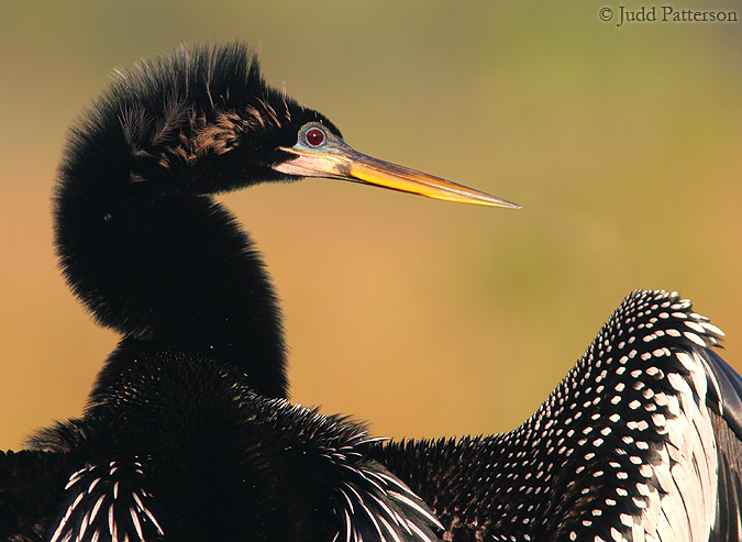 Anhinga, Everglades National Park, Florida, United States