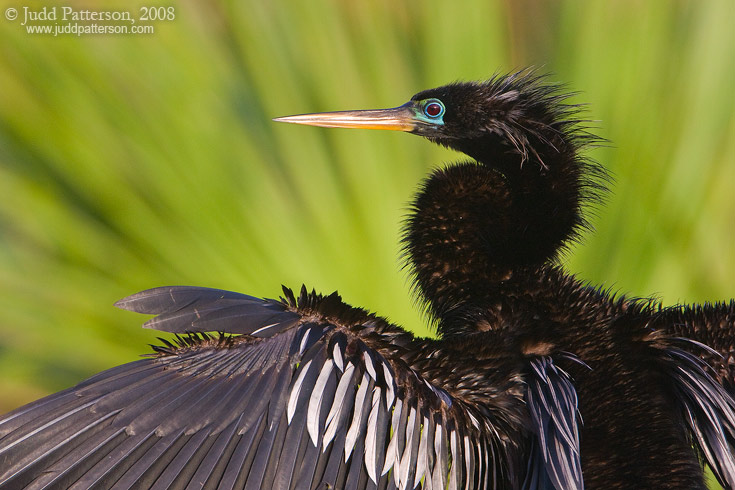 Anhinga, Green Cay Wetlands, Florida, United States