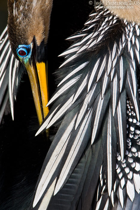 Anhinga, Everglades National Park, Florida, United States