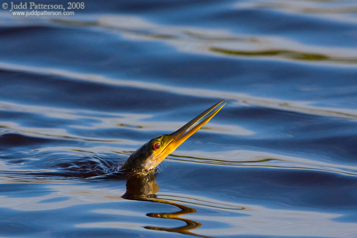 DIVE, Dive, dive..., Everglades National park, Florida, United States