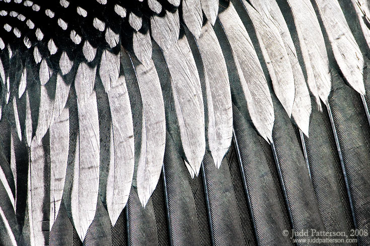 Feathers, Everglades National Park, Florida, United States