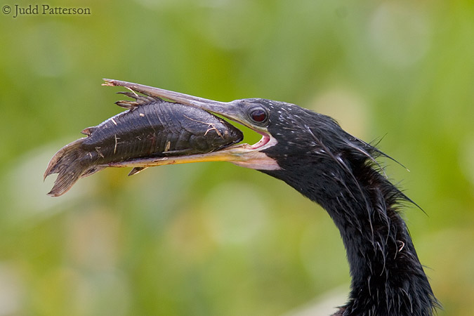 Anhinga, Everglades National Park, Florida, United States