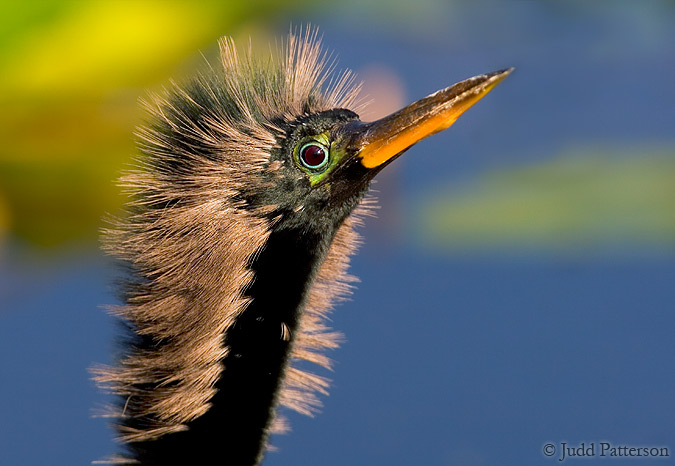 Anhinga, Everglades National Park, Florida, United States