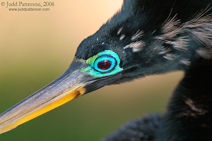 Anhinga, Everglades National Park, Florida, United States