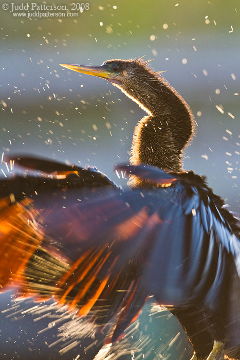 Anhinga Shake, Everglades National Park, Florida, United States