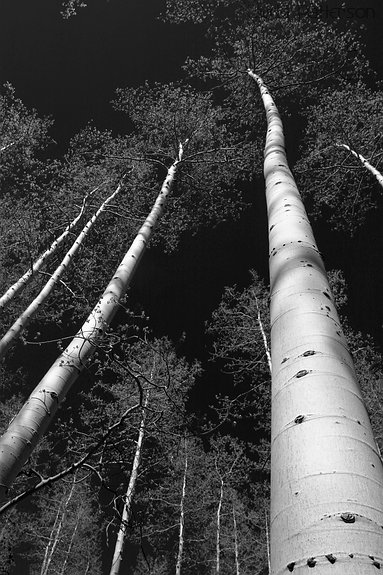 Tall Aspens, Wasatch-Cache Nat. Forest, Utah, United States