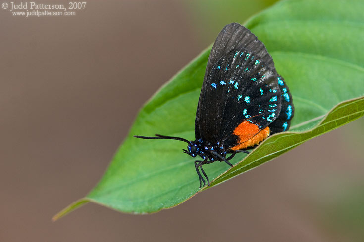 Atala Butterfly, Okeeheelee Park, Florida, United States