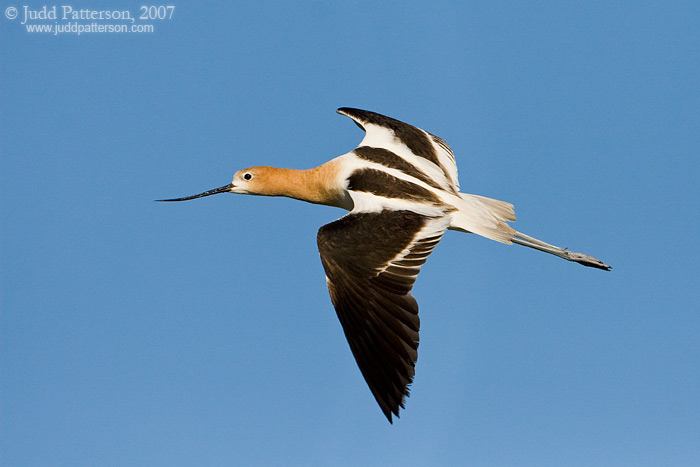 American Avocet, Farmington Bay WMA, Utah, United States