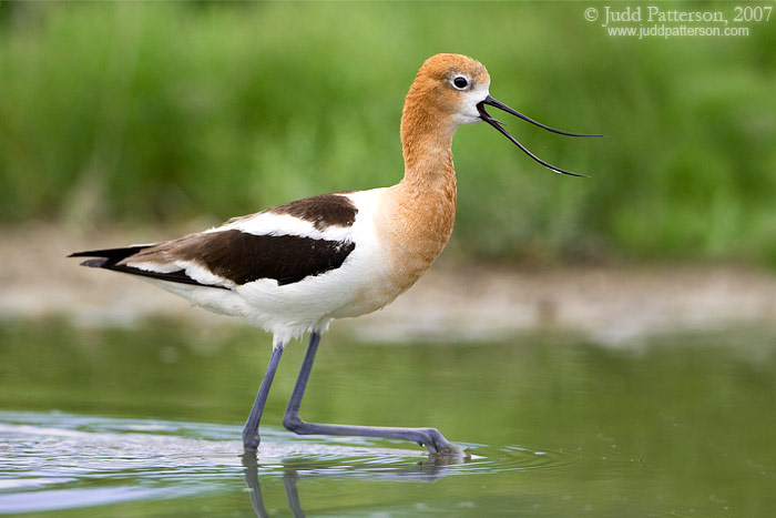 American Avocet, Farmington Bay WMA, Utah, United States