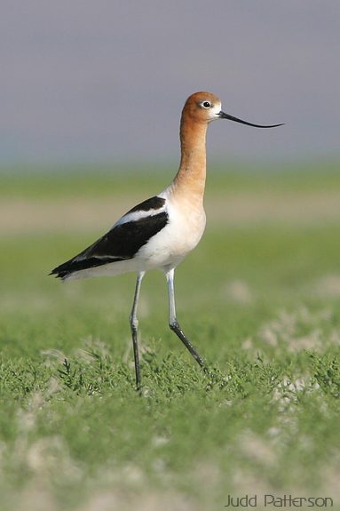 American Avocet, Farmington Bay WMA, Utah, United States