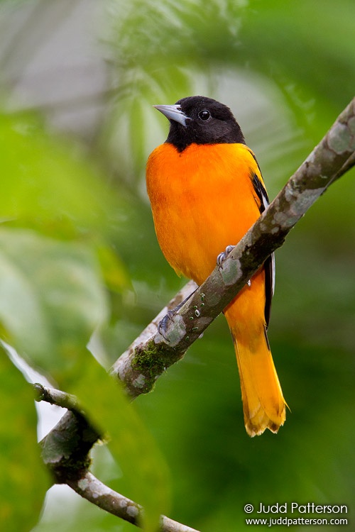 Baltimore Oriole, Danaus Ecocenter, Costa Rica