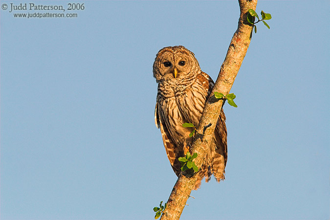 Barred Owl, Everglades National Park, Florida, United States