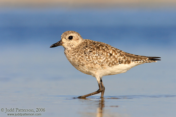 Black-bellied Plover, Fort De Soto Park, Florida, United States