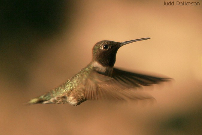 Black-chinned Hummingbird, Ogden, Utah, United States