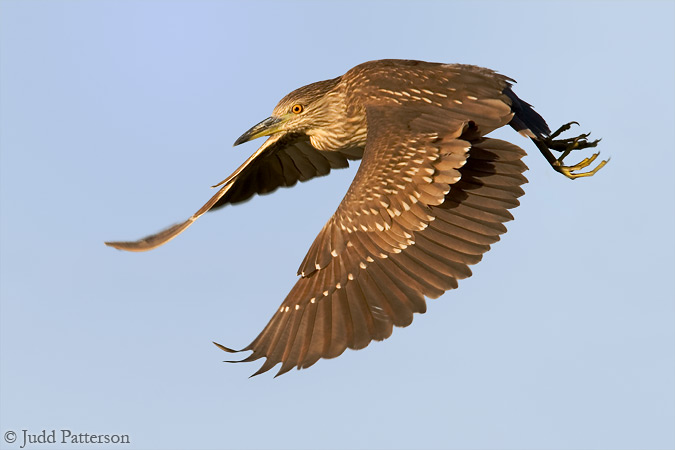 Juvenile Black-crowned Night Heron, Everglades National Park, Florida, United States