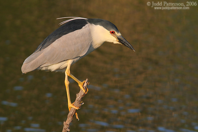 Black-crowned Night Heron, Everglades National Park, Florida, United States