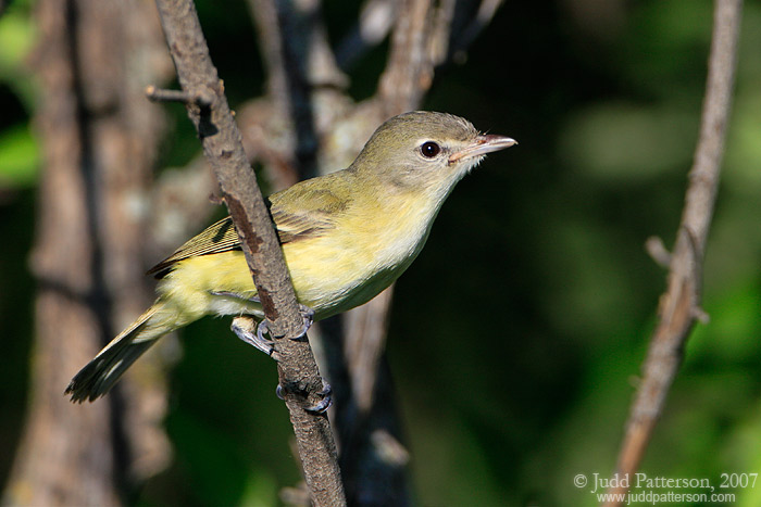 Bell's Vireo, Geary County, Kansas, United States