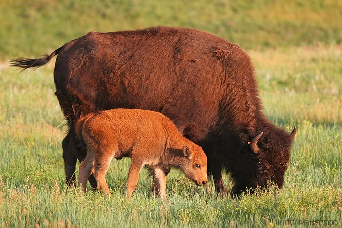 Bison Family, Custer State Park, South Dakota, United States