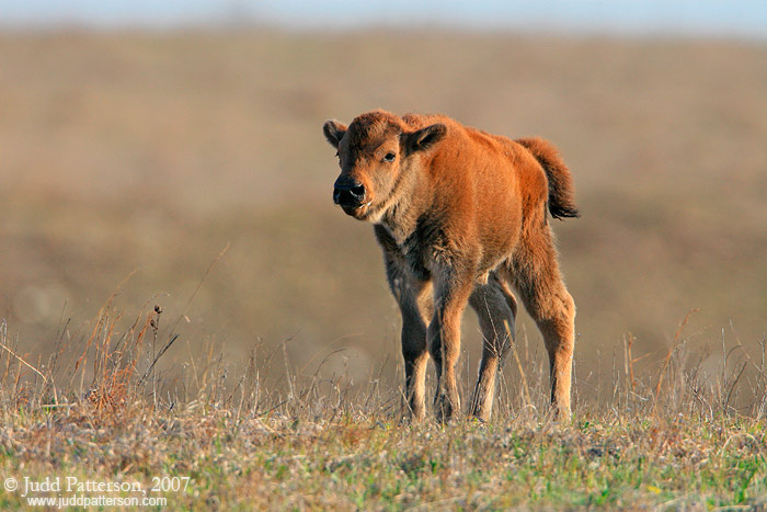 Newborn, Konza Prairie, Kansas, United States