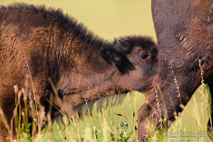 More Milk Please, Konza Prairie, Kansas, United States