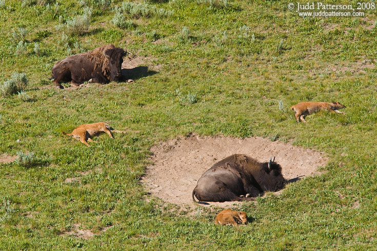 Nap Time, Yellowstone National Park, Wyoming, United States