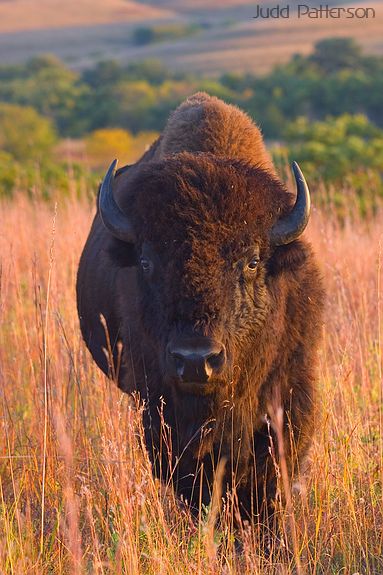 American Bison, Konza Prairie, Kansas, United States