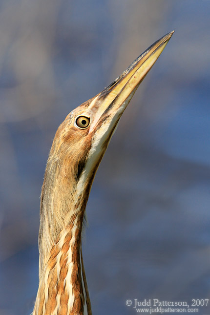 American Bittern, Cheyenne Bottoms, Kansas, United States