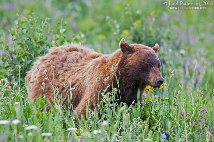 Black Bear, Yellowstone National Park, Wyoming, United States