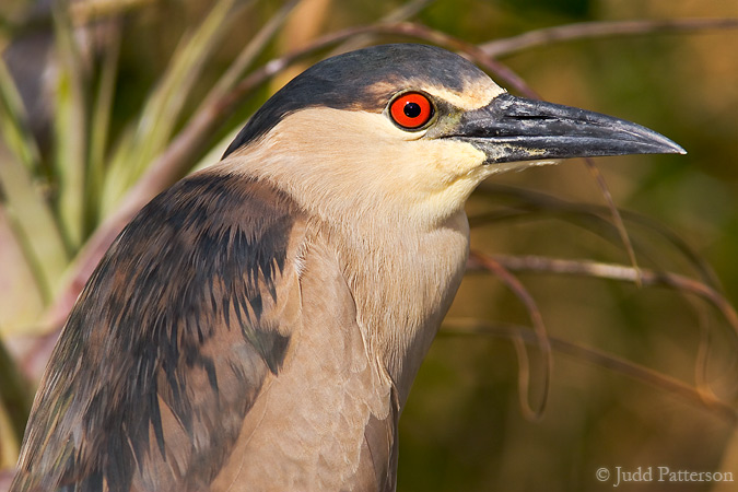 Black-crowned Night Heron, Everglades National Park, Florida, United States